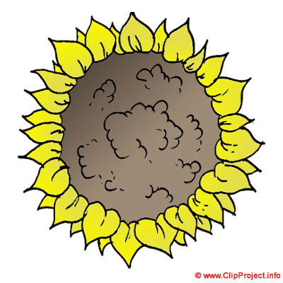 Sonnenblume Clipart Bild kostenlos