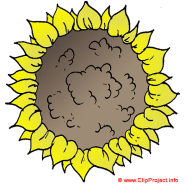 Sonnenblume, Gif Clipart kostenlos herunterladen