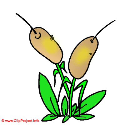 Simse, Scirpus, Gif Clipart kostenlos herunterladen