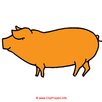Schwein Bild kostenlos