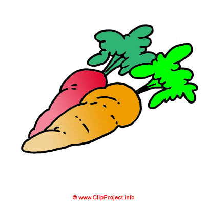 Möhren Clipart-Bild